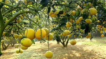 Bưởi Đoan Hùng - sản vật quý vùng đất Tổ