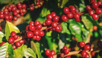 Giá nông sản hôm nay 1/12: Cà phê và hồ tiêu tiếp tục đà tăng