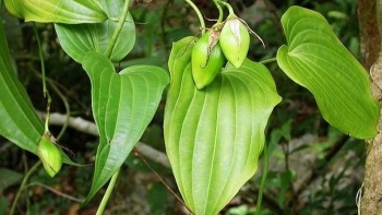 Những điều chưa biết về cây bách bộ