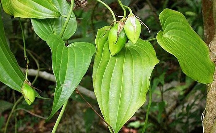 Cây bách bộ - Vị thuốc quý chữa ho, sát trùng