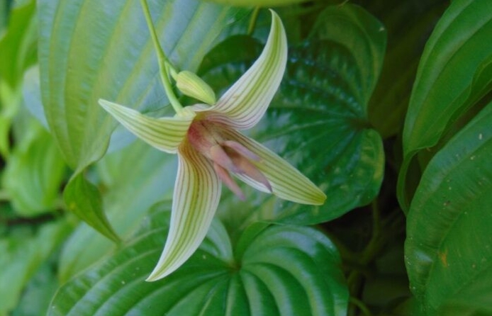 Cây bách bộ - Vị thuốc quý chữa ho, sát trùng