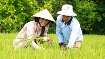 Đồng bằng sông Cửu Long sẽ có một triệu hecta chuyên canh lúa chất lượng cao