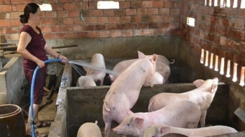 Giá heo hơi hôm nay 2/12: Giảm trên diện rộng