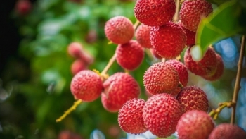 Một số bài thuốc chữa bệnh từ quả vải