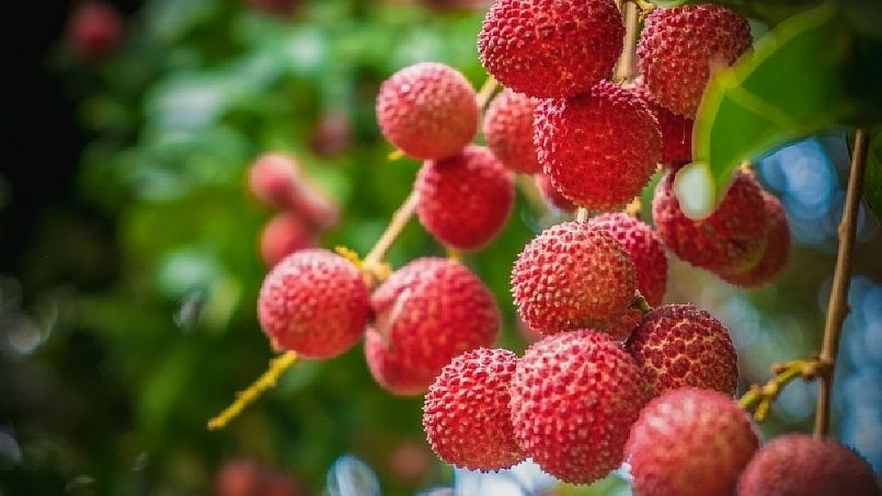 Quả vải thơm ngon bổ dưỡng và là vị thuốc chữa bệnh