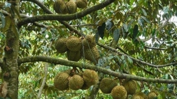 Giá sầu riêng tăng cao từ vườn đến chợ