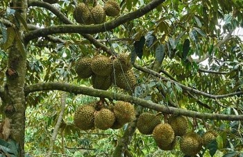 Giá sầu riêng tăng cao từ vườn đến chợ