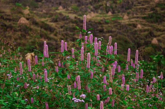 Mật ong bạc hà Hà Giang - Thực phẩm vàng nơi cao nguyên đá