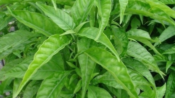 Cây hoàn ngọc - Dược liệu điều trị nhiều bệnh