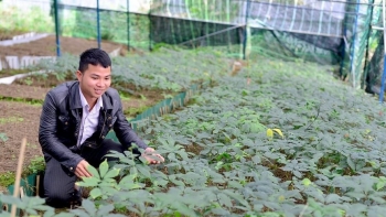 Lâm Đồng hỗ trợ thí điểm sản xuất giống sâm Ngọc Linh