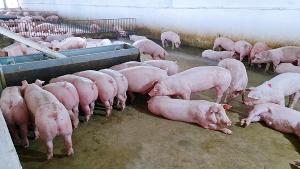 Giá heo hơi hôm nay 3/12: Thị trường vẫn tiếp tục đi xuống?