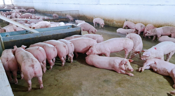 Giá heo hơi hôm nay 3/12: Thị trường vẫn tiếp tục đi xuống?