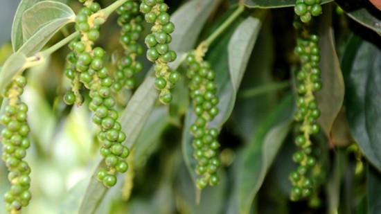 Giá nông sản hôm nay 3/12: Cà phê và hồ tiêu không có điều chỉnh mới