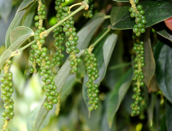 Giá nông sản hôm nay 3/12: Cà phê và hồ tiêu không có điều chỉnh mới