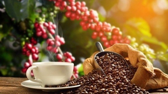 Xuất khẩu cà phê trong tháng 11/2023 đạt 80 nghìn tấn