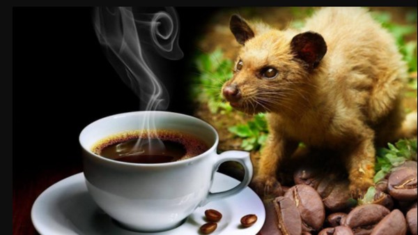 6 loại cà phê đắt nhất thế giới: 1 triệu/cốc là chuyện nhỏ!