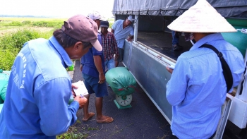 Được mùa, được giá lúa Mùa, nông dân nhân đôi niềm vui