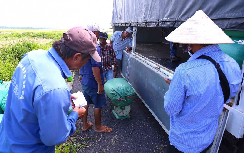 tỉnh Bà Rịa- Vũng Tàu vụ Mùa năm nay trúng lớn