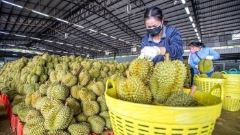 Những mối lo sau con số xuất khẩu rau quả cao kỷ lục