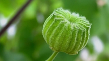 Loại quả mọc dại có nhiều công dụng với sức khoẻ