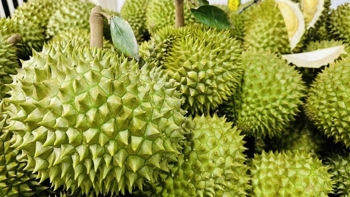 Nhật Bản buộc tiêu hủy hai lô hàng sầu riêng, ớt Việt Nam do tồn dư hóa chất