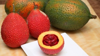 Gấc - Vị thuốc chữa bệnh từ thiên nhiên