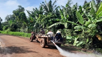 Tiêu hủy hơn 2.500 con heo do dịch tả heo châu Phi  tại Đăk Lăk