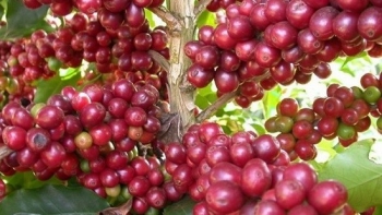 Giá nông sản hôm nay 5/12: Cà phê quay đầu giảm, hồ tiêu tiếp tục lặng sóng