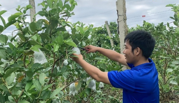 Vườn ổi góp phần giúp anh Việt và gia đình tăng thêm thu nhập. Ảnh