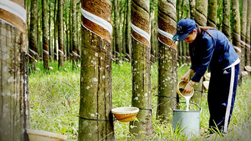 Giá cao su xuất khẩu tháng 11/2023 tăng nhẹ