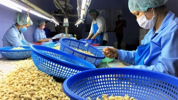 11 tháng, xuất khẩu hạt điều đạt hơn nửa triệu tấn