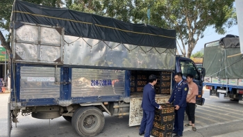 Lai Châu: Phát hiện, xử lý lô quýt không rõ nguồn gốc, không đảm bảo an toàn