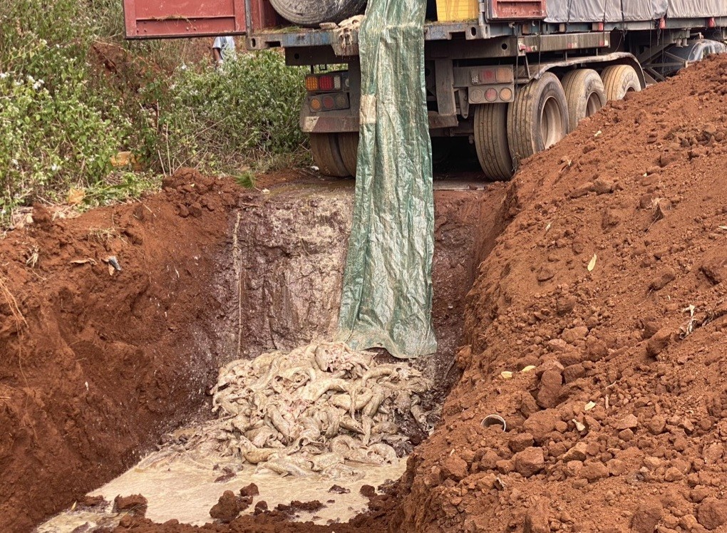 Công an tỉnh Gia Lai tổ chức tiêu hủy 5,5 tấn cá tầm. 