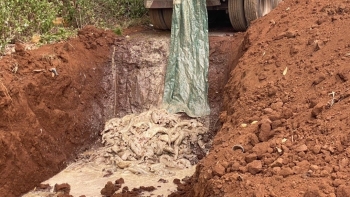 Gia Lai: Tiêu huỷ 5,5 tấn cá tầm nhập lậu qua biên giới