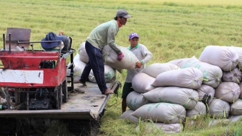Giá lúa gạo biến động trái chiều