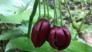 Bát giác liên - Vị thuốc quý chữa rắn cắn