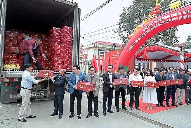 Bưởi Diễn trồng ở Hòa Bình lần đầu xuất khẩu sang Hoa Kỳ. Ảnh TTXVN Bưởi Diễn trồng ở Hòa Bình lần đầu xuất khẩu sang Hoa Kỳ. Ảnh TTXVN