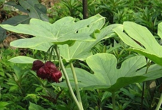 Bát giác liên - Vị thuốc quý chữa rắn cắn