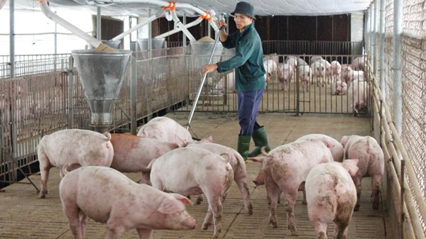 Giá heo hơi hôm nay 7/12: Tăng rải rác ở một vài nơi