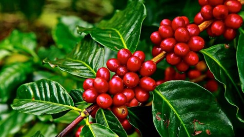 Giá nông sản hôm nay 7/12: Cà phê quay đầu giảm, hồ tiêu tiếp đà tăng