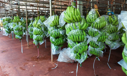 Việt Nam là thị trường cung cấp quả chuối lớn thứ 2 cho Trung Quốc