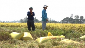 Giá lúa tăng nhẹ, giá gạo biến động trái chiều