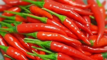Giá ớt hôm nay dao động ở mức 42.000 - 50.000 đồng/kg