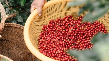 Xuất khẩu cà phê được kỳ vọng sẽ phá kỷ lục về giá trị trong năm 2023