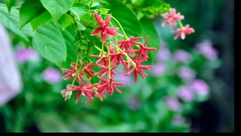 Sử quân tử - cây cảnh đẹp, vị thuốc hay