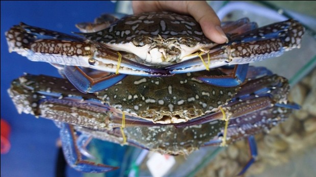 Xuất khẩu cua ghẹ có xu hướng phục hồi vào nửa cuối năm 2023