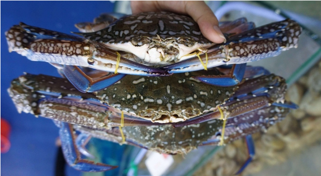 Xuất khẩu cua ghẹ có xu hướng phục hồi vào nửa cuối năm 2023