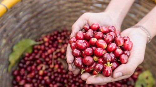 Giá nông sản hôm nay 8/12: Cà phê và hồ tiêu đồng loạt tăng