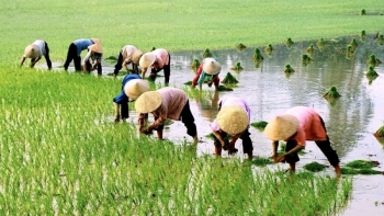 Hải Dương lên kế hoạch gieo trồng 63.600 ha lúa và rau màu vụ đông xuân