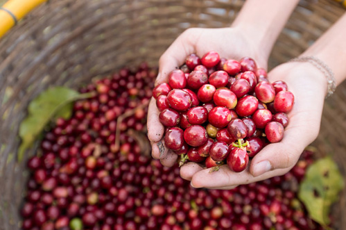 Giá nông sản hôm nay 8/12: Cà phê và hồ tiêu đồng loạt tăng